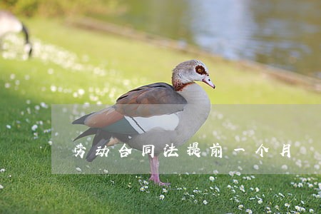 劳动合同法提前一个月 劳动合同法提前一个月