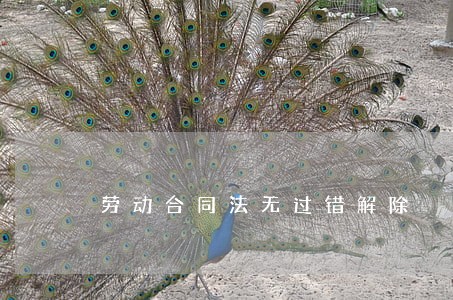 劳动合同法无过错解除 劳动合同法无过错解除