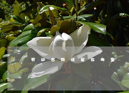劳动合同法是在哪里 劳动合同法是在哪里