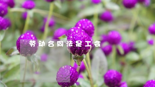 劳动合同法是工会