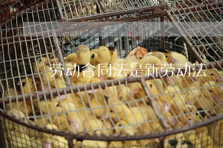 劳动合同法是新劳动法 劳动合同法是新劳动法