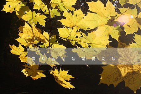 劳动合同法是特别法 劳动合同法是特别法