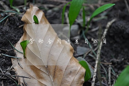 劳动合同法是自然日 劳动合同法是自然日