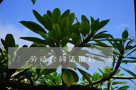 劳动合同法最后一条