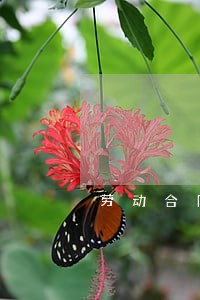 劳动合同法最早哪年 劳动合同法最早哪年