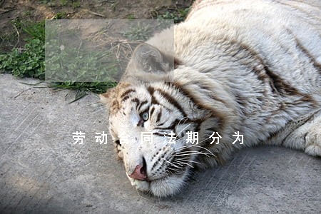 劳动合同法期分为 劳动合同法期分为