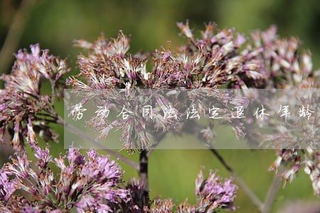 劳动合同法法定退休年龄规定的 劳动合同法法定退休年龄规定的