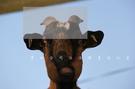 劳动合同法法律责任认定 劳动合同法法律责任认定