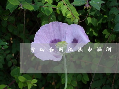 劳动合同法法条漏洞 劳动合同法法条漏洞