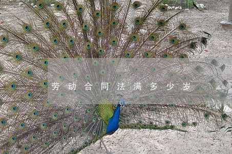 劳动合同法满多少岁 劳动合同法满多少岁