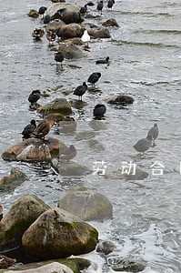 劳动合同法由单位举证 劳动合同法由单位举证