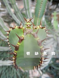劳动合同法由谁调整 劳动合同法由谁调整