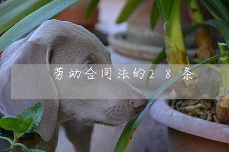 劳动合同法的28条 劳动合同法的28条