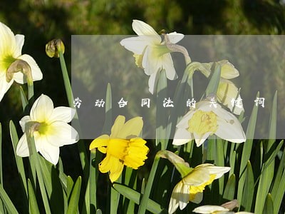 劳动合同法的关键词 劳动合同法的关键词