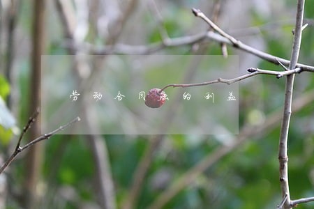 劳动合同法的利益 劳动合同法的利益