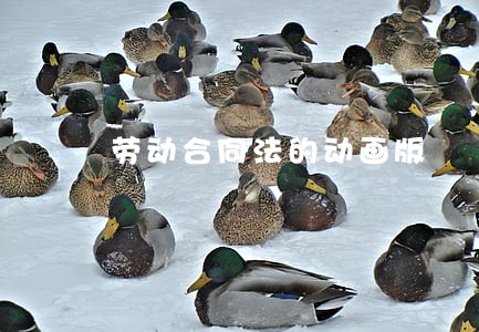 劳动合同法的动画版 劳动合同法的动画版