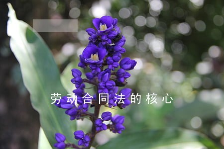 劳动合同法的核心