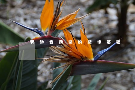 劳动合同法的法律基础 劳动合同法的法律基础