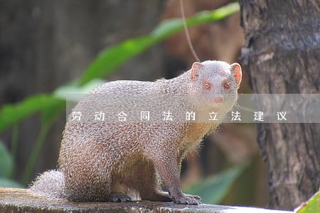 劳动合同法的立法建议 劳动合同法的立法建议