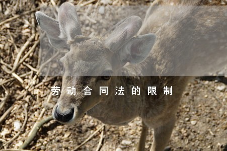 劳动合同法的限制 劳动合同法的限制