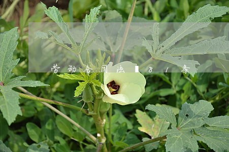 劳动合同法笫81条 劳动合同法笫81条