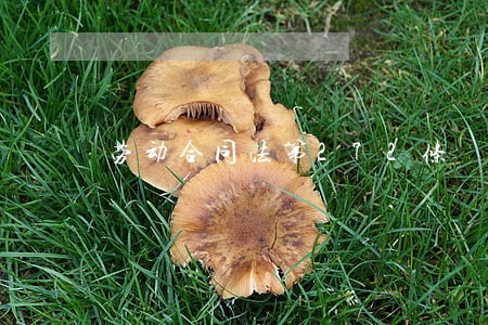 劳动合同法第272条 劳动合同法第272条