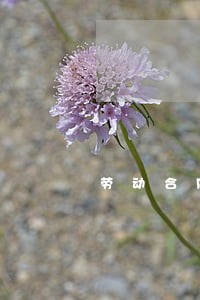 劳动合同法第99条 劳动合同法第99条
