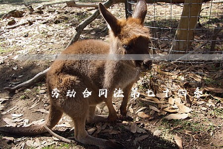 劳动合同法第七十四条 劳动合同法第七十四条