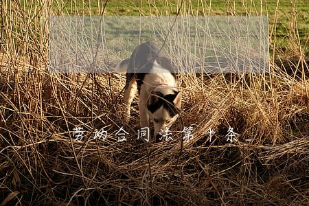 劳动合同法第十条_ 劳动合同法第十条_
