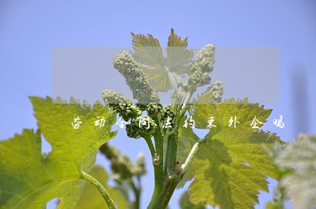 劳动合同法约束外企吗