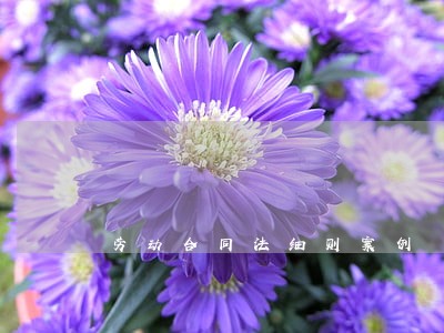 劳动合同法细则案例 劳动合同法细则案例