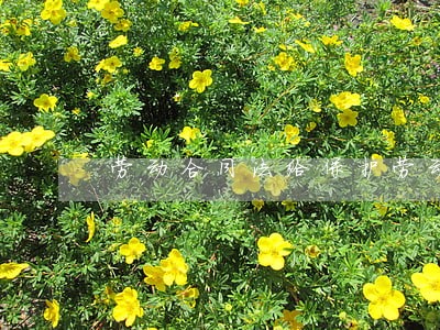 劳动合同法给保护劳动者 劳动合同法给保护劳动者