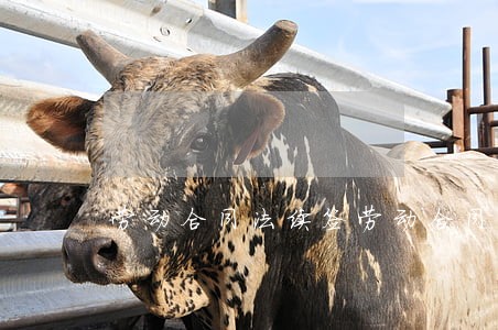 劳动合同法续签劳动合同 劳动合同法续签劳动合同