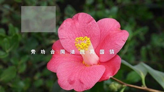 劳动合同法脱离国情 劳动合同法脱离国情