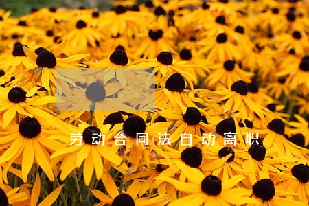 劳动合同法自动离职 劳动合同法自动离职
