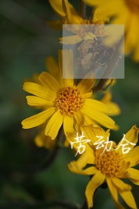 劳动合同法详解与适用 劳动合同法详解与适用