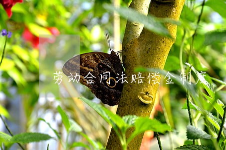 劳动合同法赔偿金制度 劳动合同法赔偿金制度