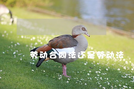 劳动合同法还是劳动法 劳动合同法还是劳动法