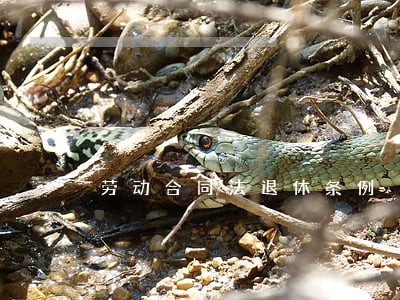 劳动合同法退休条例 劳动合同法退休条例