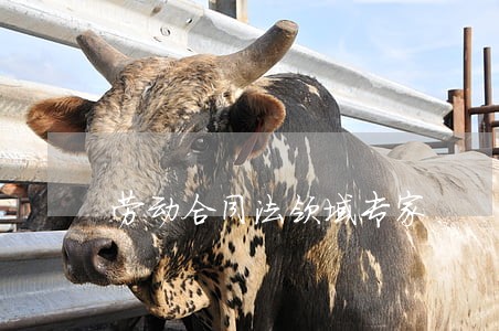 劳动合同法领域专家 劳动合同法领域专家