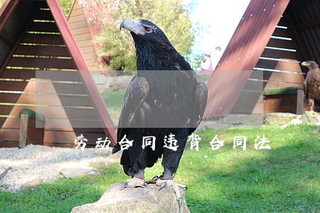 劳动合同违背合同法 劳动合同违背合同法