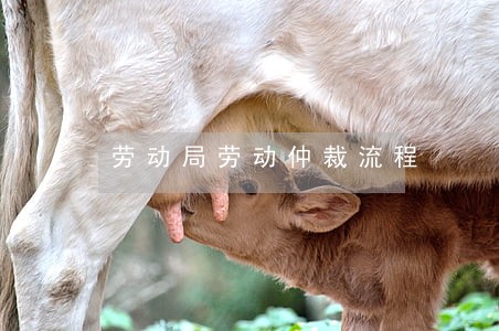劳动局劳动仲裁流程 劳动局劳动仲裁流程