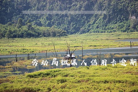 劳动局担保人信用卡逾期