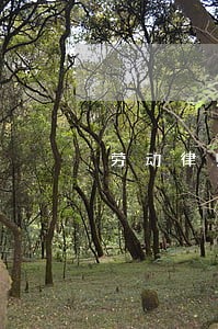 劳动律师免费法律咨询 劳动律师免费法律咨询