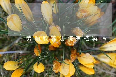 劳动教养法院有档案吗 劳动教养法院有档案吗