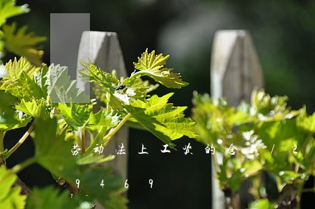劳动法上工资的含义/2023021099469