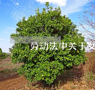 劳动法中关于女性的规定