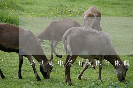 劳动法中关于未休年休假补偿 劳动法中关于未休年休假补偿