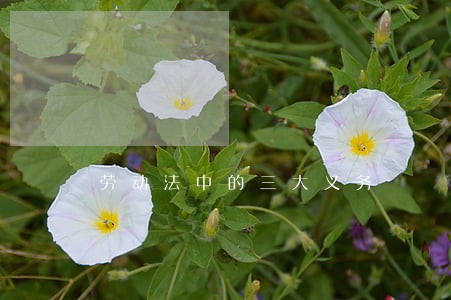 劳动法中的三大义务