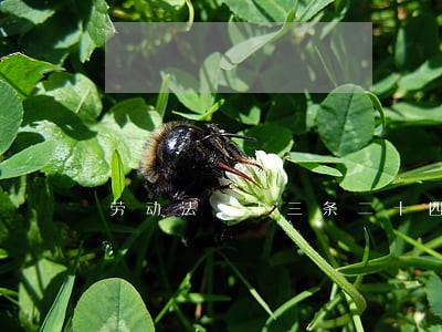 劳动法二十三条二十四条 劳动法二十三条二十四条